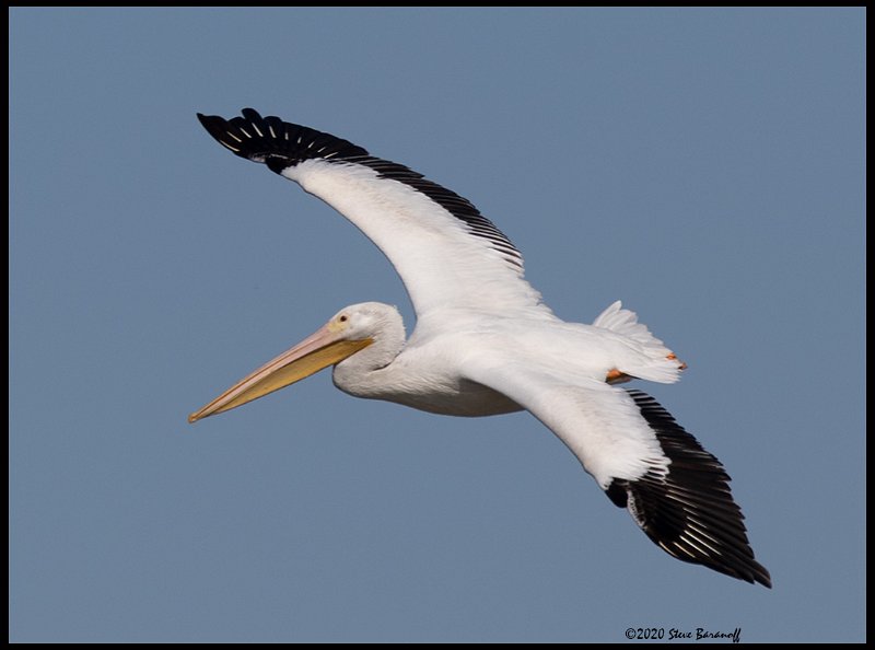 _0SB0282 american white pelican.jpg
